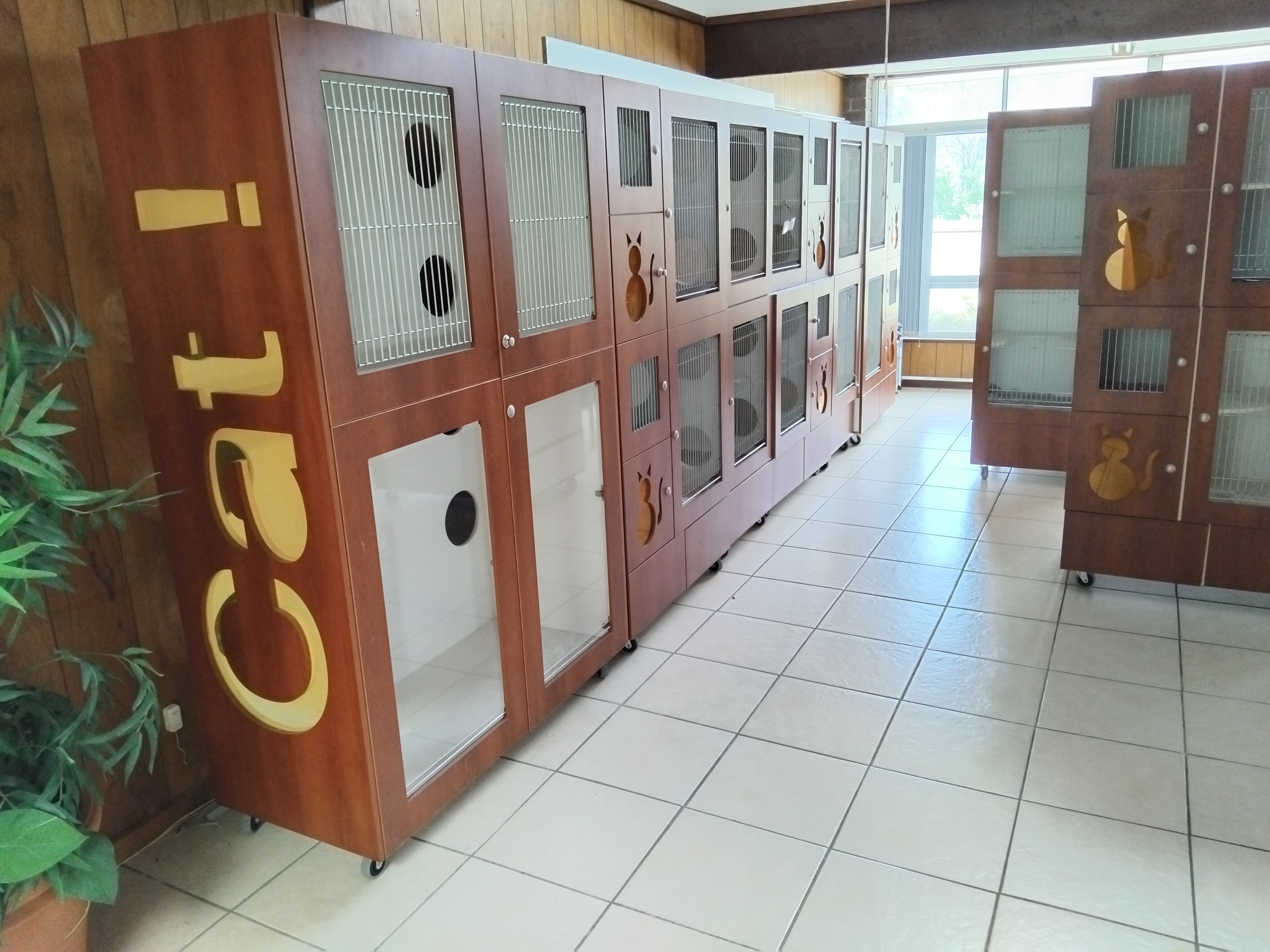 6_Central_Coast_Vet_Centre_Wyong_Cat_Boarding_Cattery